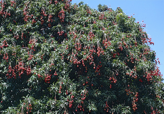 Litchi