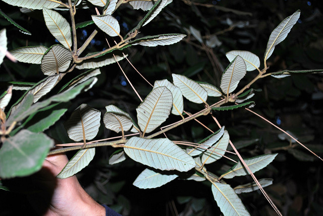 Notholithocarpus densiflorus