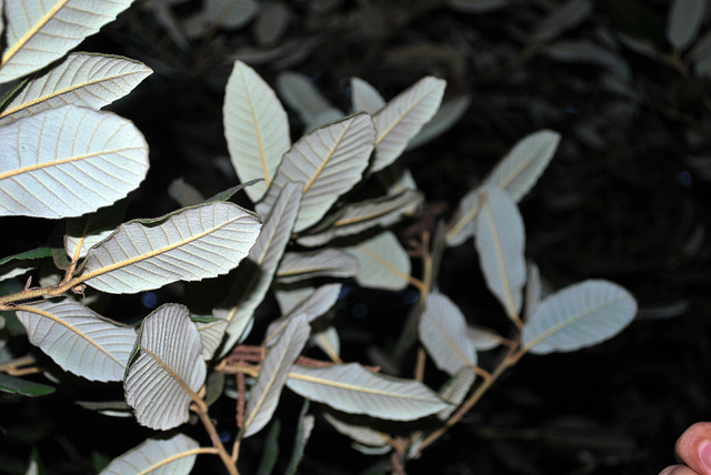Notholithocarpus densiflorus