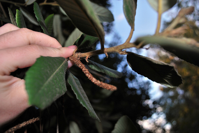 Notholithocarpus densiflorus