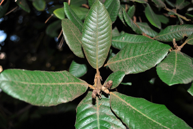 Notholithocarpus densiflorus