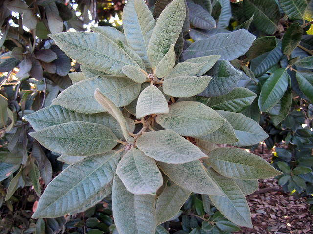 Notholithocarpus densiflorus (Lithocarpus densiflorus)