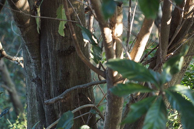 Lithocarpus edulis