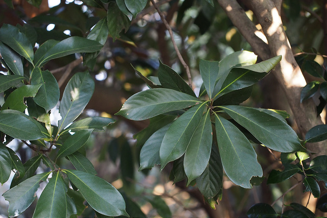 Lithocarpus edulis (Lithocarpus edulis)