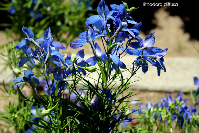 Grémil (Lithodora diffusa)