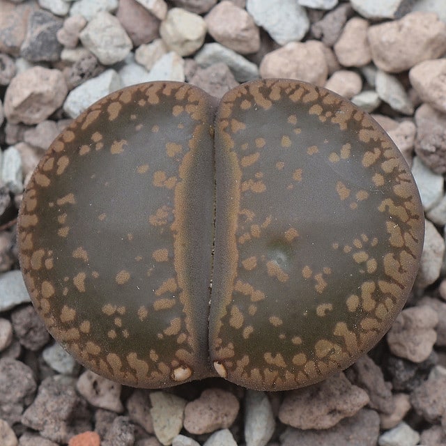 Lithops aucampiae