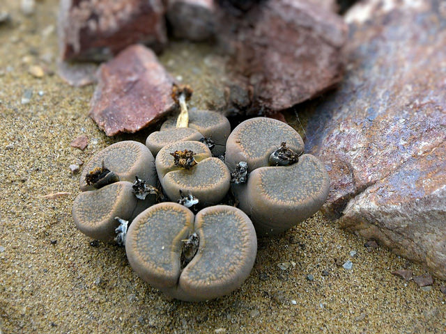 Lithops aucampiae
