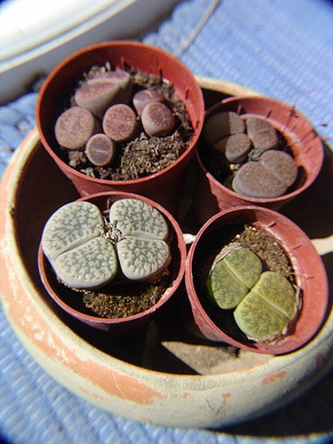 Lithops aucampiae