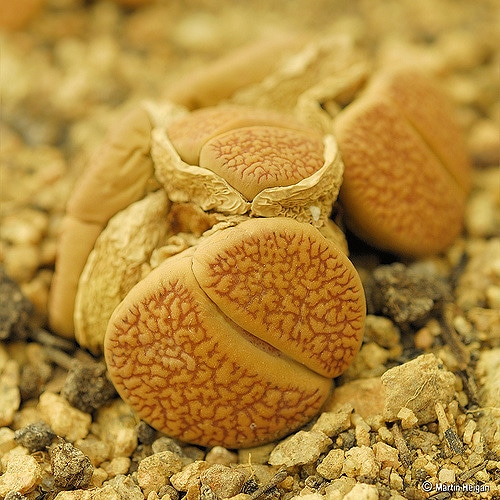 Lithops aucampiae