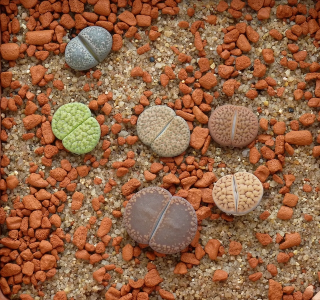 Lithops aucampiae (Lithops aucampiae)