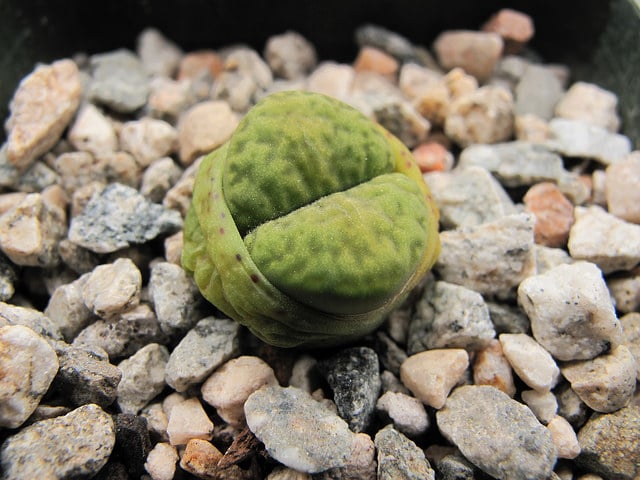 Lithops bromfieldii (Lithops bromfieldii)