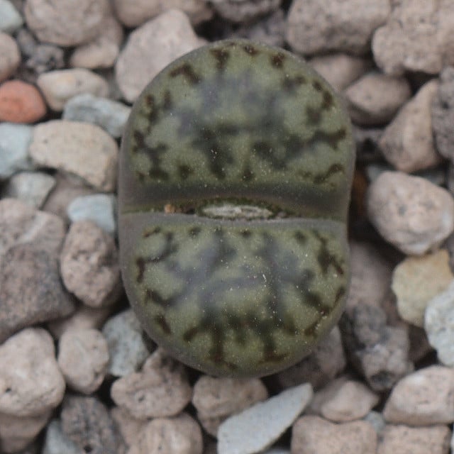 Lithops bromfieldii