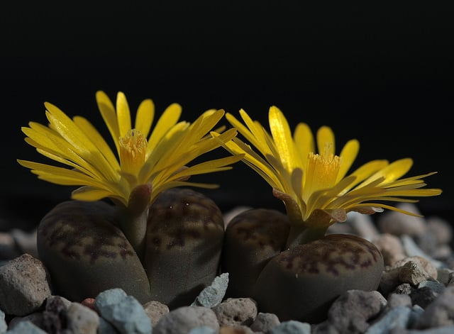 Lithops bromfieldii