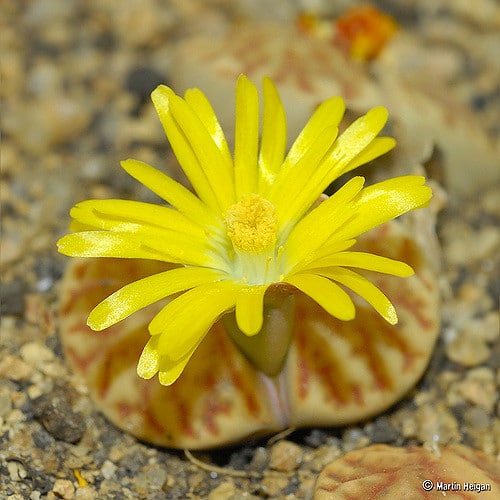 Lithops bromfieldii