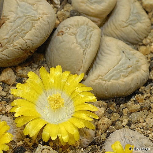 Lithops bromfieldii