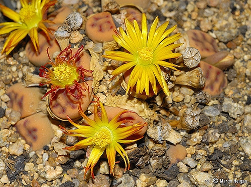Lithops dinteri (Lithops dinteri)