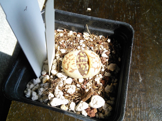 Lithops dorotheae (Lithops dorotheae)