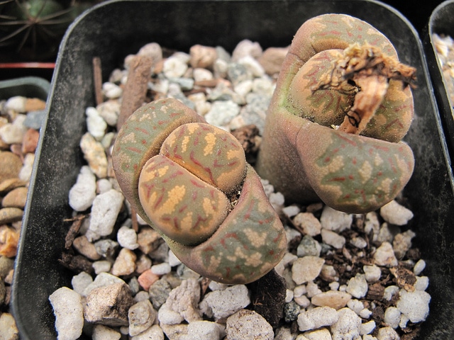 Lithops dorotheae
