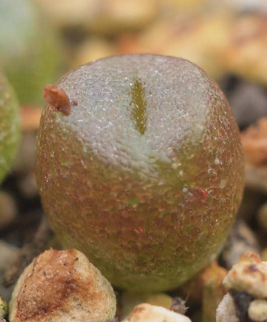 Lithops dorotheae