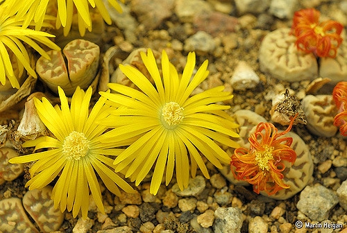 Lithops dorotheae