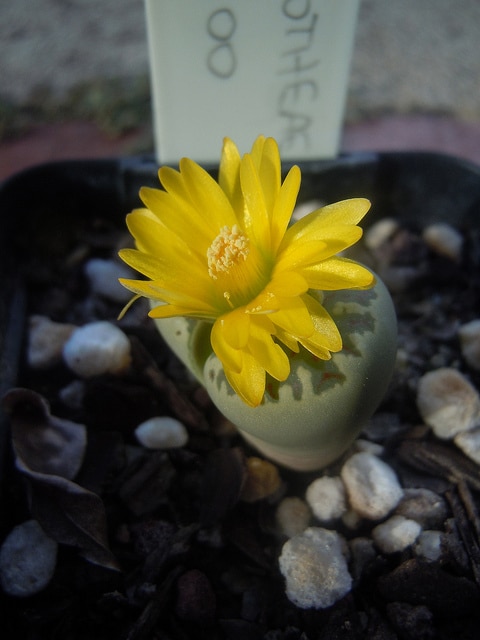 Lithops dorotheae