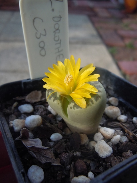Lithops dorotheae