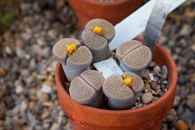 Lithops gracilidelineata (Lithops gracilidelineata)