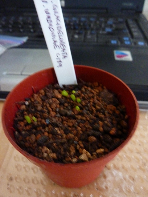 Lithops gracilidelineata