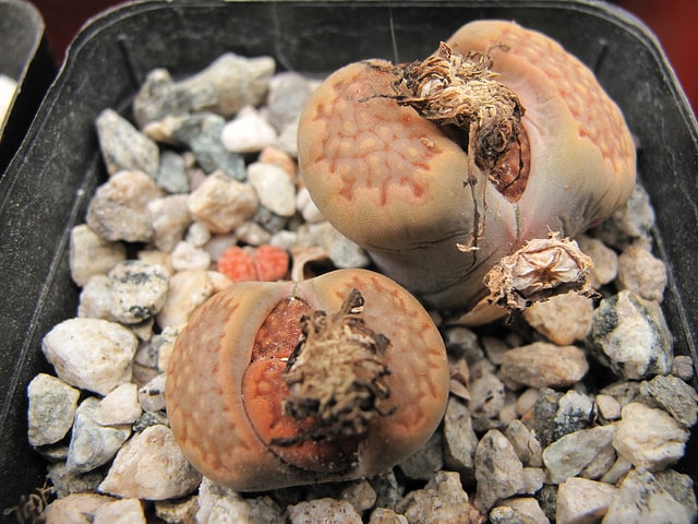 Lithops hallii