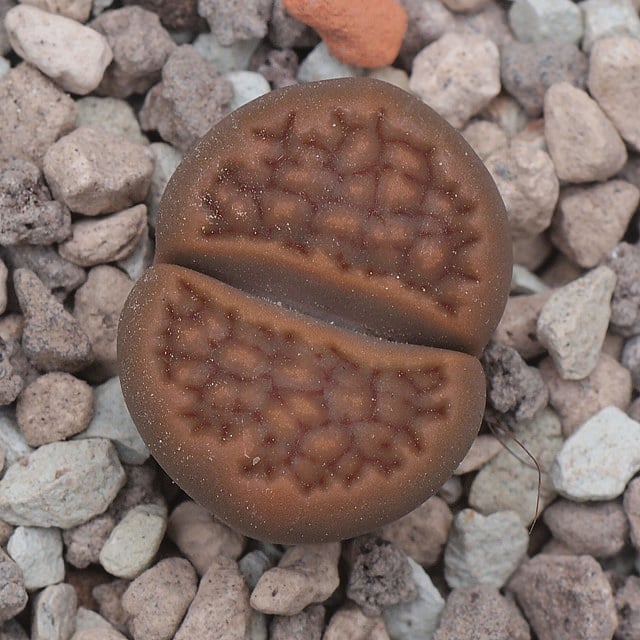 Lithops hallii