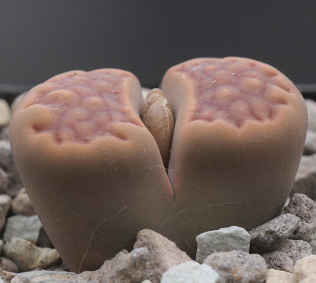Lithops hallii (Lithops hallii)
