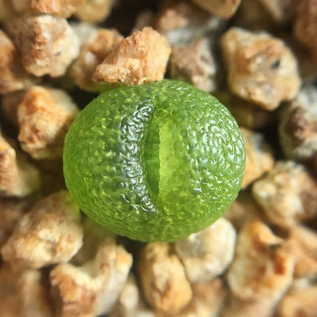 Lithops herrei (Lithops herrei)