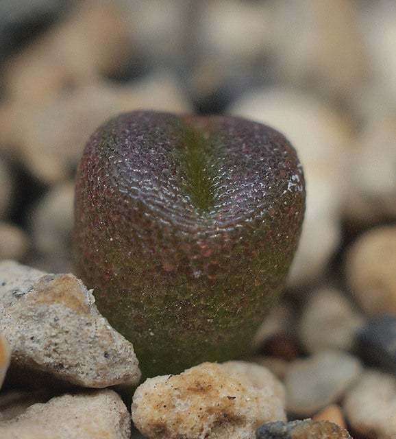 Lithops optica (Lithops optica)