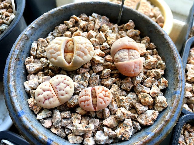 Lithops ruschiorum (Lithops ruschiorum)