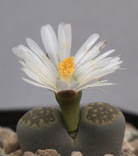Lithops salicola (Lithops salicola)