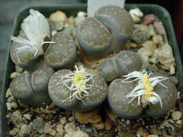 Lithops salicola