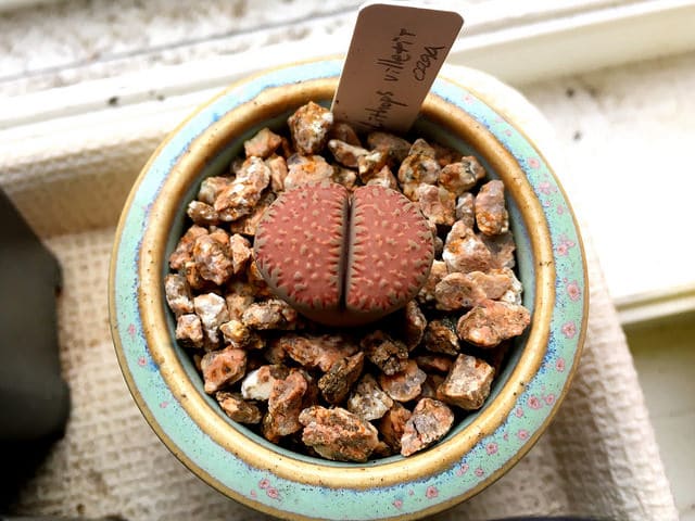 Lithops villetii (Lithops villetii)