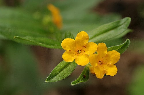 Lithospermum canescens