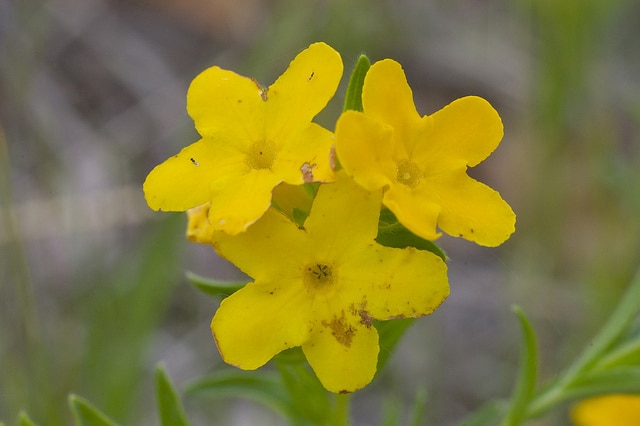 Lithospermum canescens