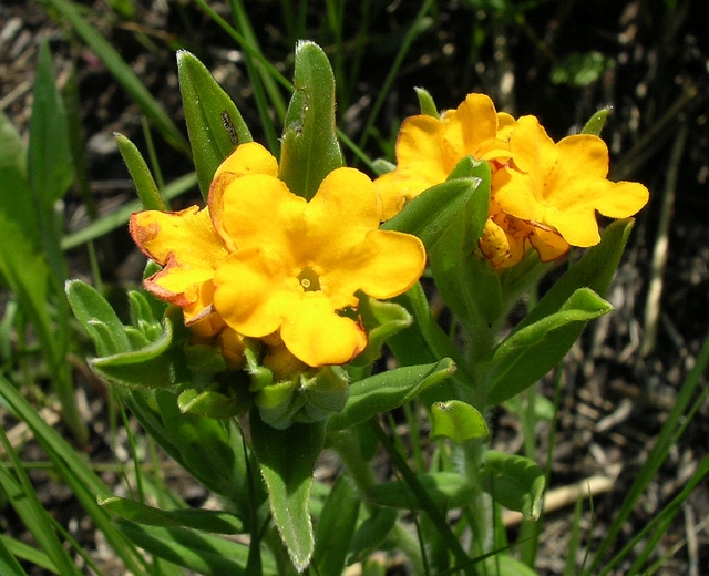 Lithospermum canescens