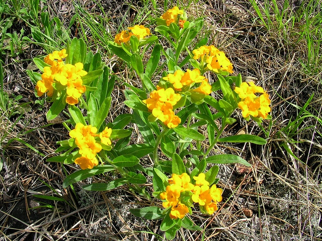 Lithospermum canescens