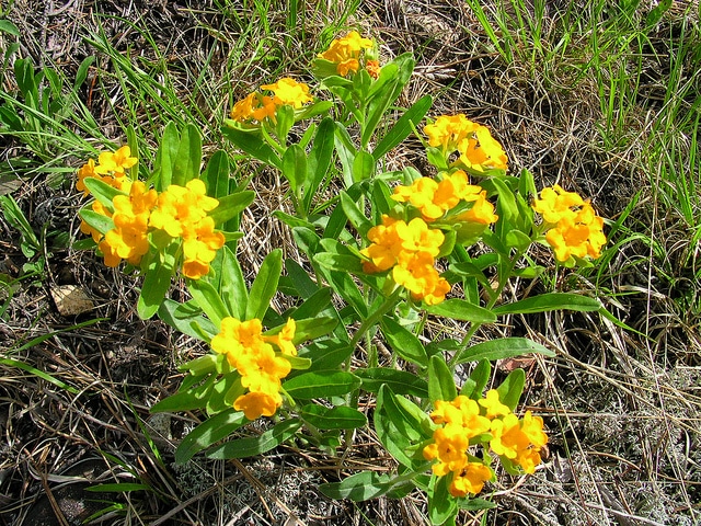 Lithospermum canescens