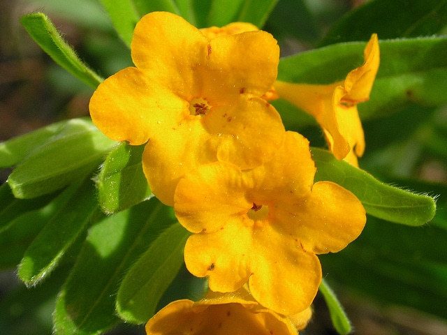 Lithospermum canescens (Lithospermum canescens)