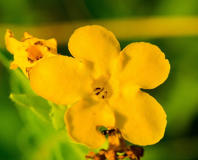 Lithospermum caroliniense
