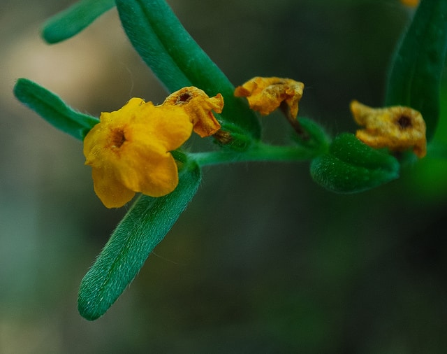 Lithospermum caroliniense