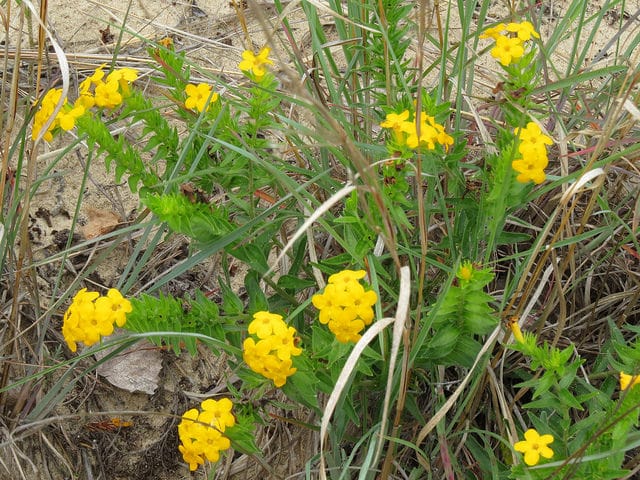 Lithospermum caroliniense