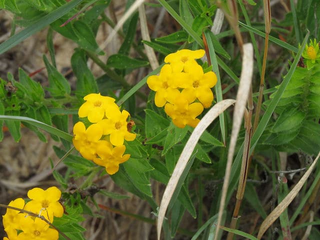 Lithospermum caroliniense
