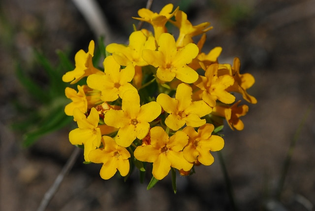 Lithospermum caroliniense