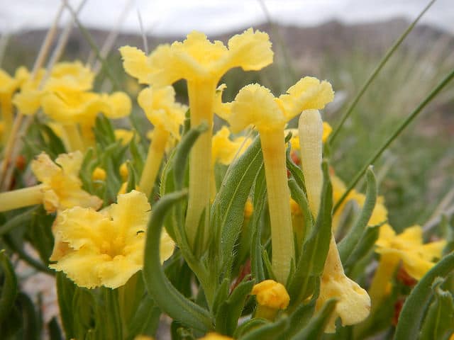 Lithospermum incisum (Lithospermum incisum)