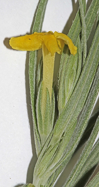 Lithospermum incisum